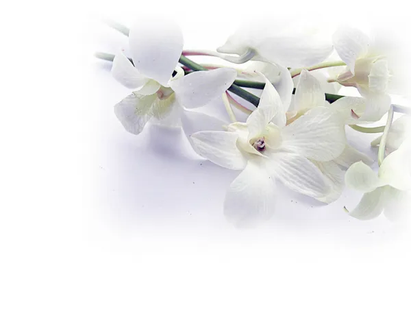 ヤフオクネットオークション代行