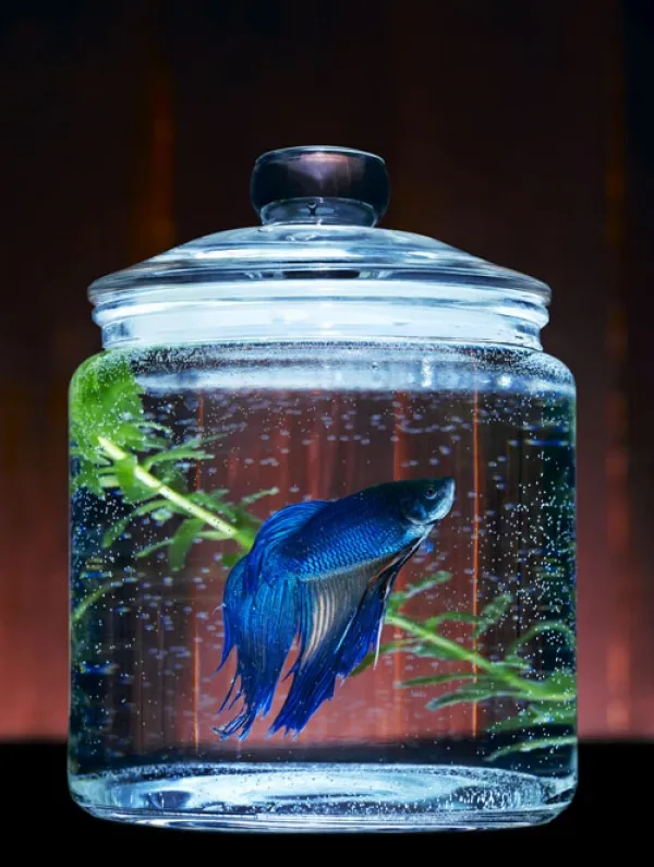 Still life photography