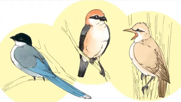 動画用イラスト作成