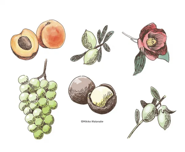 美容パンフレット用イラスト