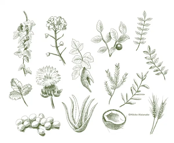 イラスト/美容パンフレット