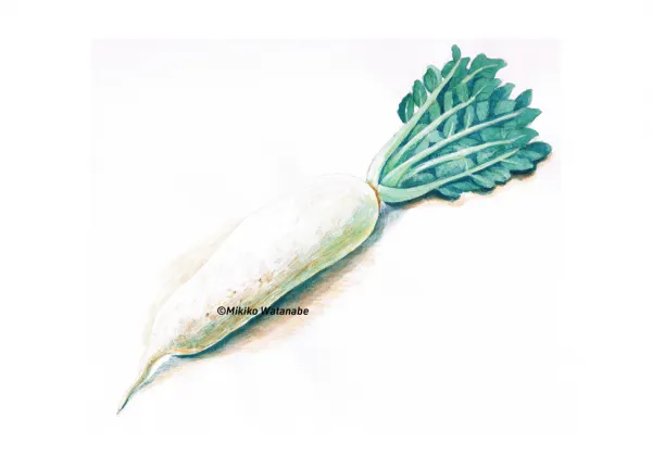 大根のイラスト／タウン誌カット