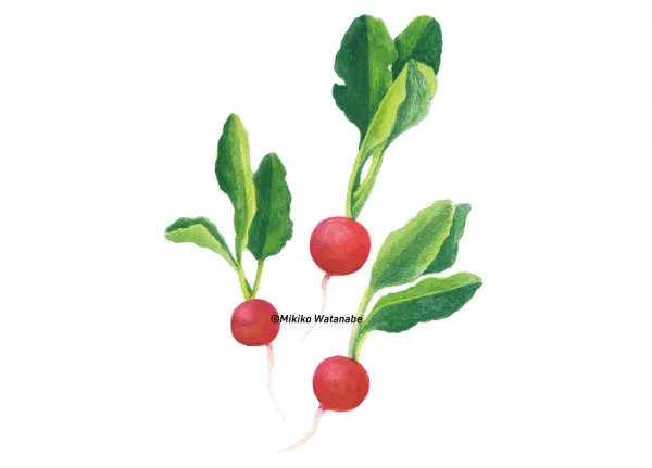 ラディッシュのイラスト／タウン誌カット