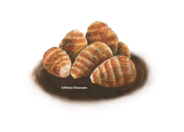 里芋のイラスト／タウン誌カット