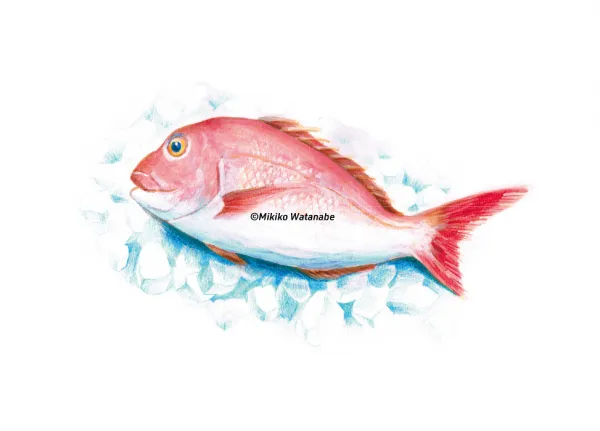 鯛のイラスト／タウン誌カット