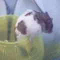 たかはし薫子