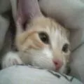 帯刀コロク